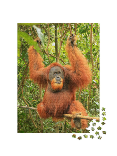 Male Sumatran Orangutan Pongo Abelii Sitting on a Bamboo... Jigsaw Puzzle with 1000 pieces