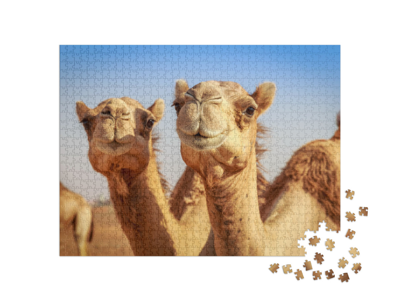 Camels in Arabia, Wildlife... Jigsaw Puzzle with 1000 pieces