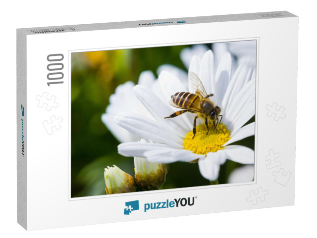 Spring Single Daisy Flower & Bee... Jigsaw Puzzle with 1000 pieces