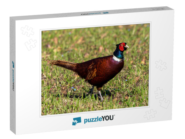 Pheasant Displaying All Its Beautiful Colors on a Spring... Jigsaw Puzzle