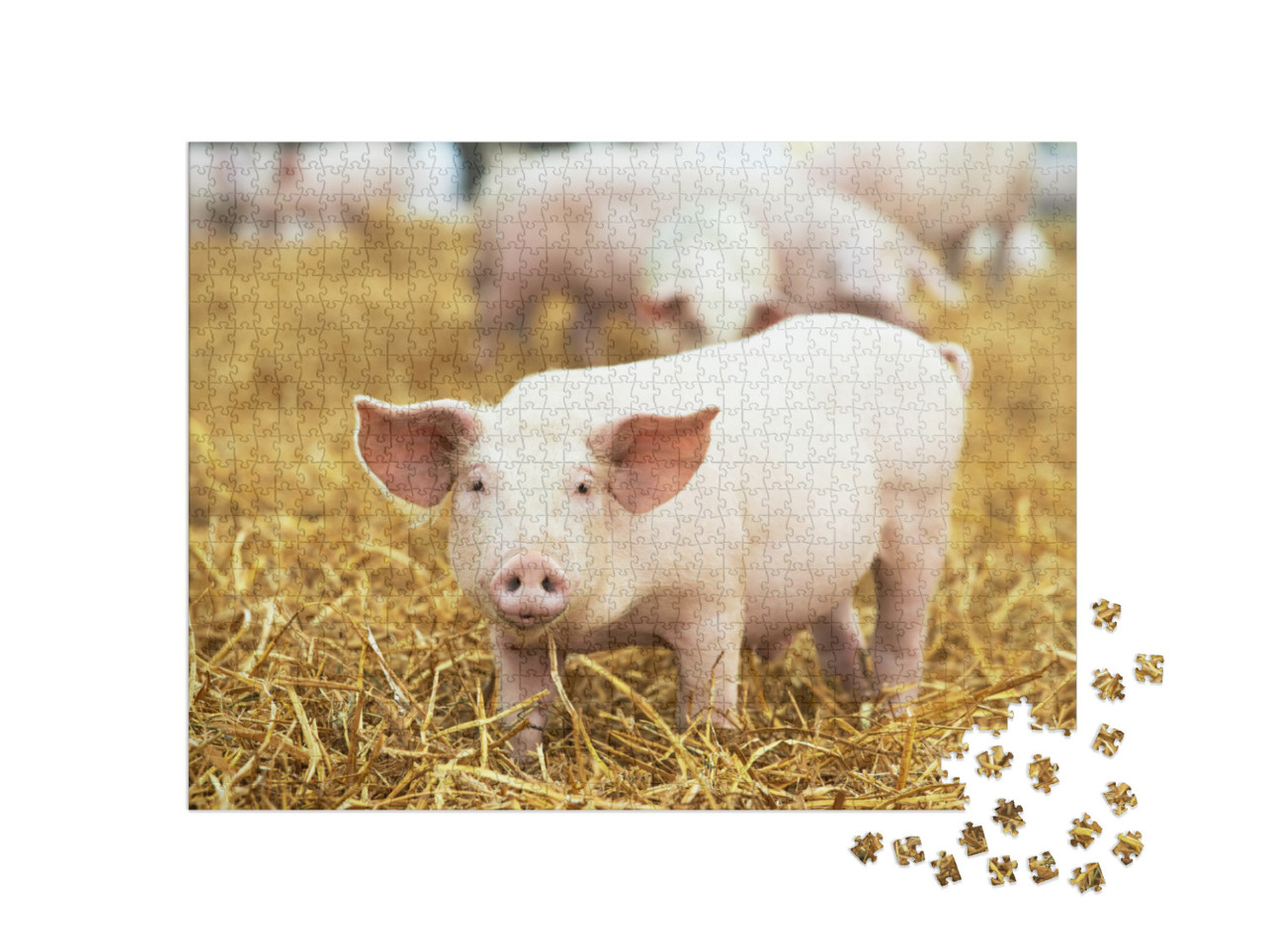 One Young Piglet on Hay & Straw At Pig Breeding Farm... Jigsaw Puzzle with 1000 pieces