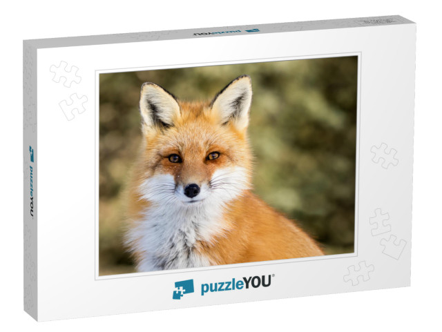 Red Fox - Vulpes Vulpes, Sitting Up At Attention, Direct... Jigsaw Puzzle