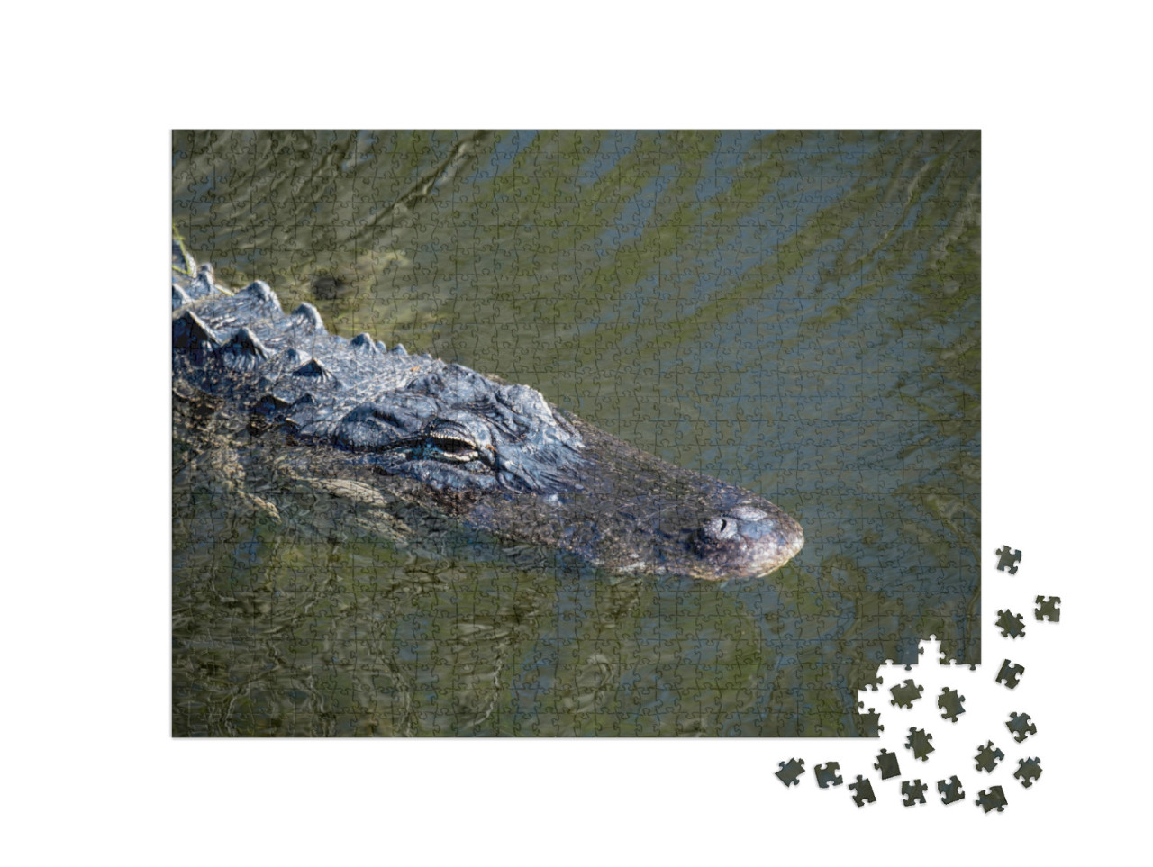 Ochopee, Florida. American Alligator, Alligator Mississip... Jigsaw Puzzle with 1000 pieces