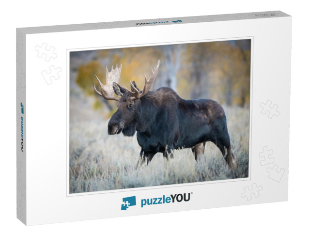 Alces Alces Shirasi, Moose, Elk is Standing in Dry Grass... Jigsaw Puzzle