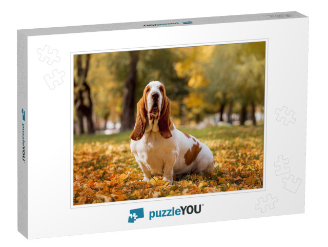 Dog Breed Basset Hound... Jigsaw Puzzle