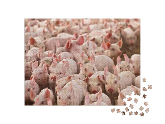 Pig Pork Farm Rural Grange... Jigsaw Puzzle with 1000 pieces