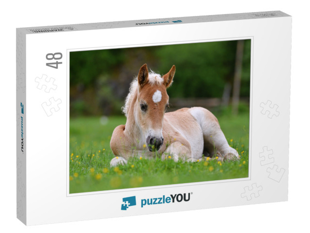 Young Cute Foal Outdoor Resting in the Grass... Jigsaw Puzzle with 48 pieces