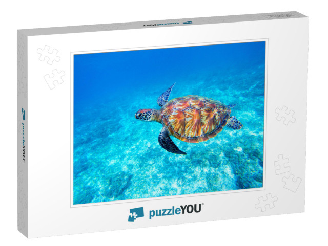 Green Sea Turtle in Shallow Seawater. Big Green Sea Turtl... Jigsaw Puzzle