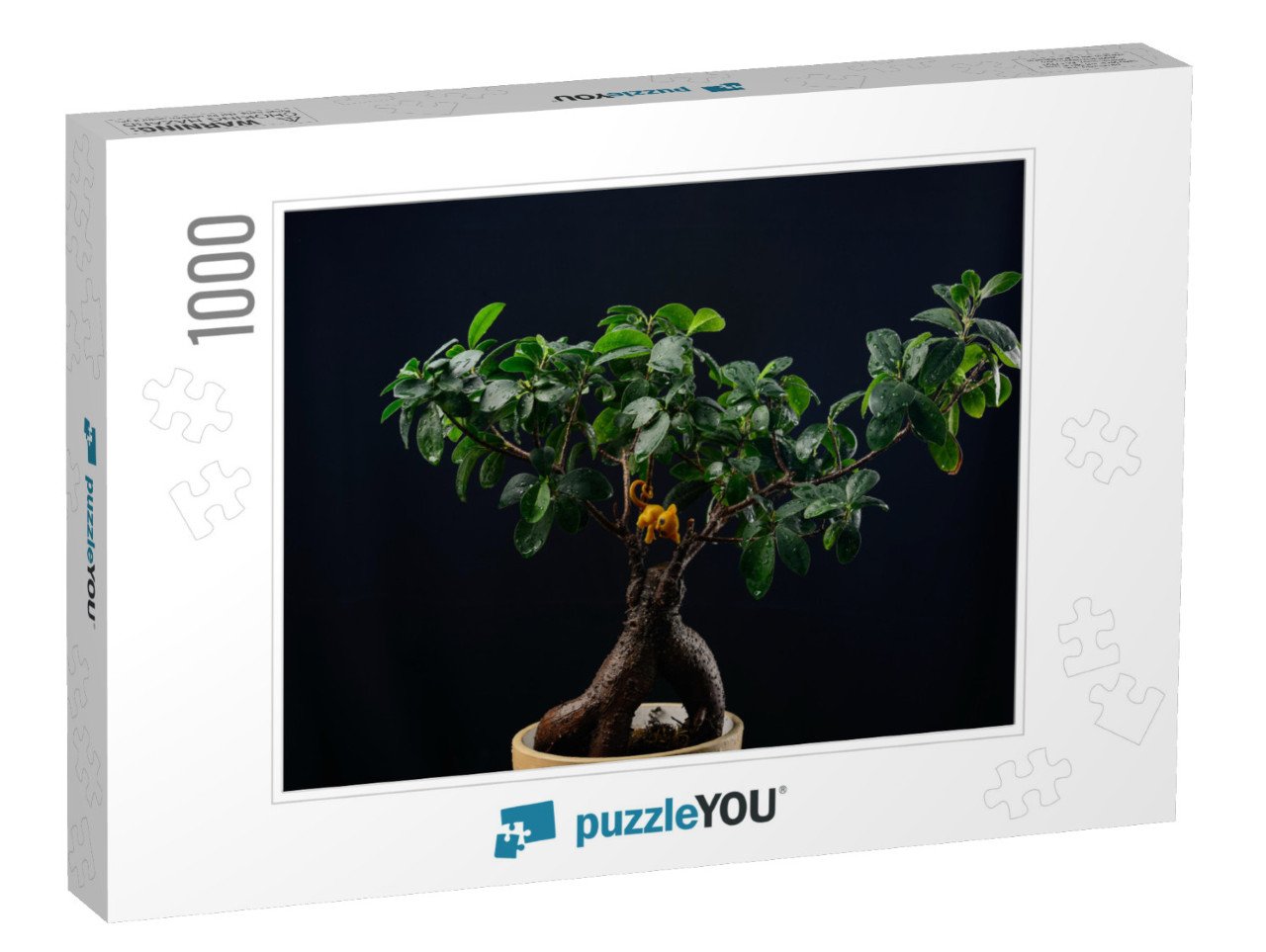 Indoor Plant Ficus Bonsai on a Black Background Close-Up... Jigsaw Puzzle with 1000 pieces