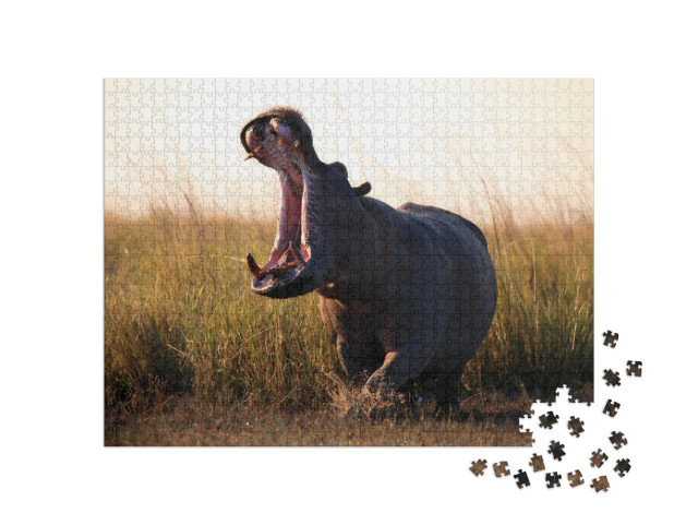 The Common Hippopotamus Hippopotamus Amphibius or Hippo A... Jigsaw Puzzle with 1000 pieces