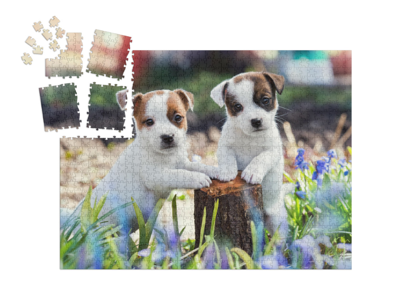 Two White Puppy Jack Russell Terrier Standing on Tree Stu... | SMART SORTED® | Jigsaw Puzzle with 1000 pieces