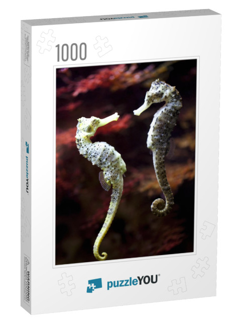 Real Alive - Swimming Couple of Long-Snouted Seahorse in... Jigsaw Puzzle with 1000 pieces