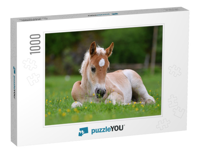 Young Cute Foal Outdoor Resting in the Grass... Jigsaw Puzzle with 1000 pieces