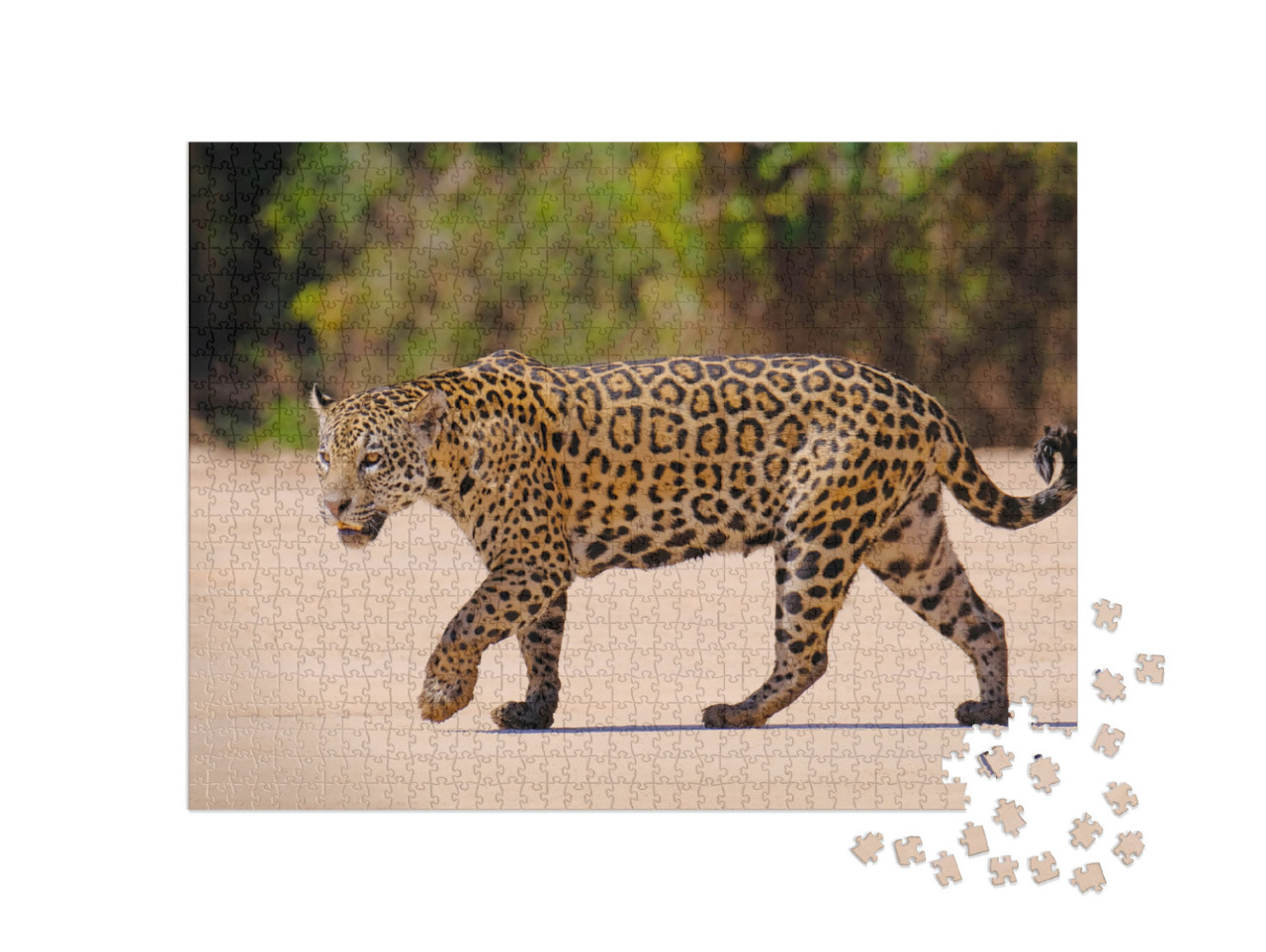 Jaguar, Panthera Onca, Female, Cuiaba River, Porto Jofre... Jigsaw Puzzle with 1000 pieces