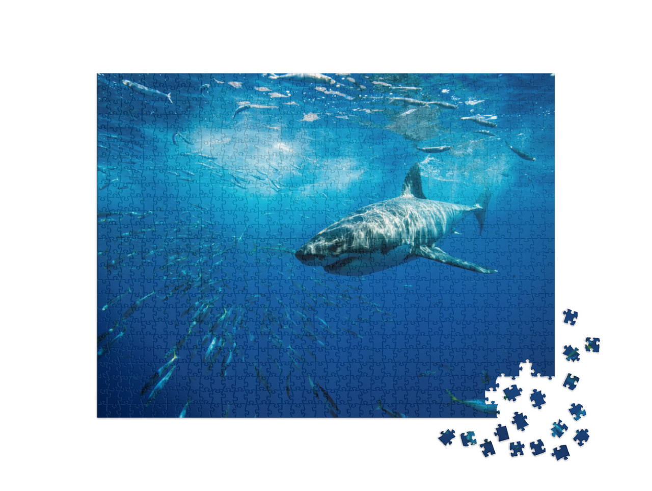 Great White Shark Guadalupe Island Mexico White Shark Big... Jigsaw Puzzle with 1000 pieces