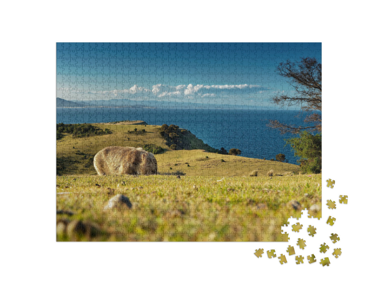 Vombatus Ursinus - Common Wombat in the Tasmanian Scenery... Jigsaw Puzzle with 1000 pieces