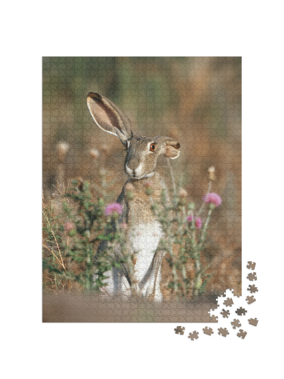 Black-Tailed Jack Rabbit Lepus Californicus Starr County... Jigsaw Puzzle with 1000 pieces