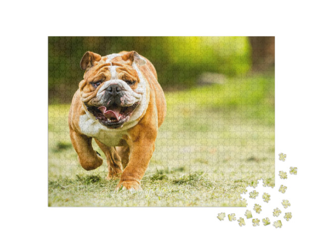 Bulldog English Run Pet Funny Training Move Power Purebre... Jigsaw Puzzle with 1000 pieces