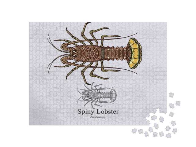 Spiny Lobster. Vector Illustration with Refined De... Jigsaw Puzzle with 1000 pieces