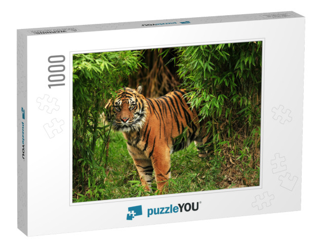 Scary Looking Male Royal Bengal Tiger Staring Towards the... Jigsaw Puzzle with 1000 pieces