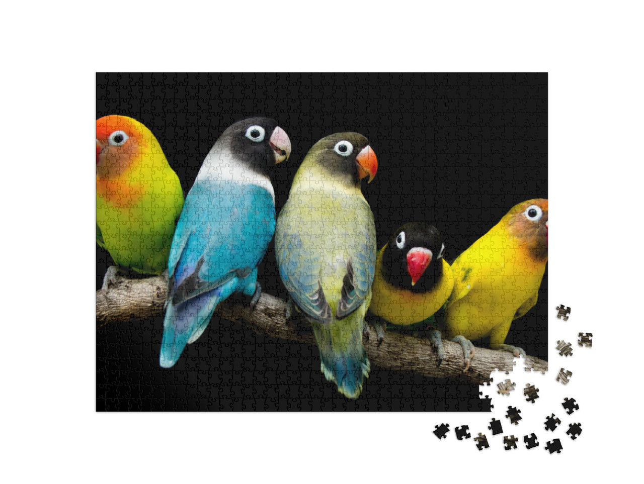 Lovebird Parrot There Are Beautiful Colors & Very Loving... Jigsaw Puzzle with 1000 pieces