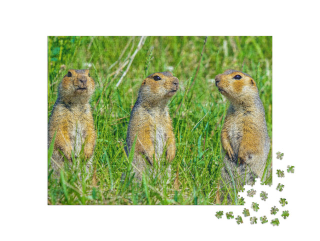 Funny Cute Loving Gophers Sitting in a Meadow on a Warm S... Jigsaw Puzzle with 1000 pieces