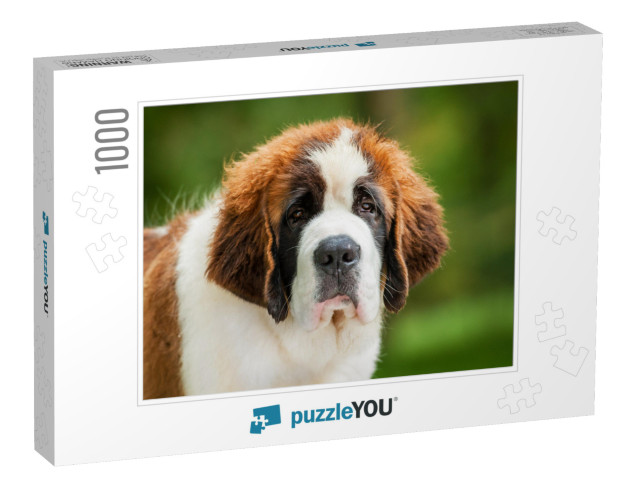 Portrait of Saint Bernard Puppy... Jigsaw Puzzle with 1000 pieces