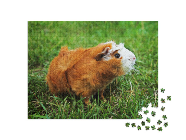 Red Abyssinian Guinea Pig on Green Grass... Jigsaw Puzzle with 1000 pieces