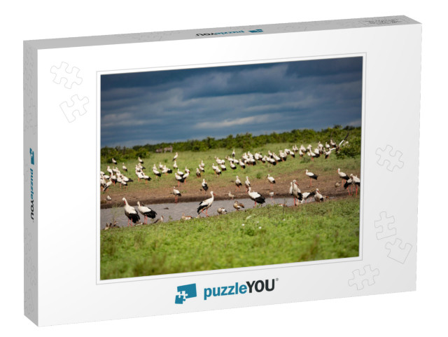 A Huge Flock of White Storks... Jigsaw Puzzle