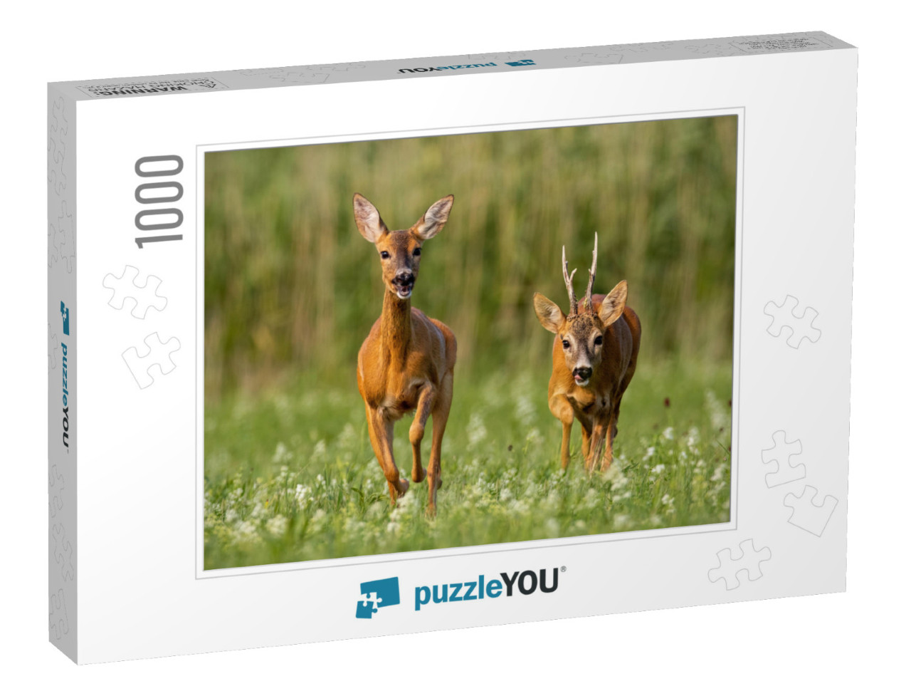 Roe Deer, Capreolus Capreolus, Buck & Doe During Rutting... Jigsaw Puzzle with 1000 pieces