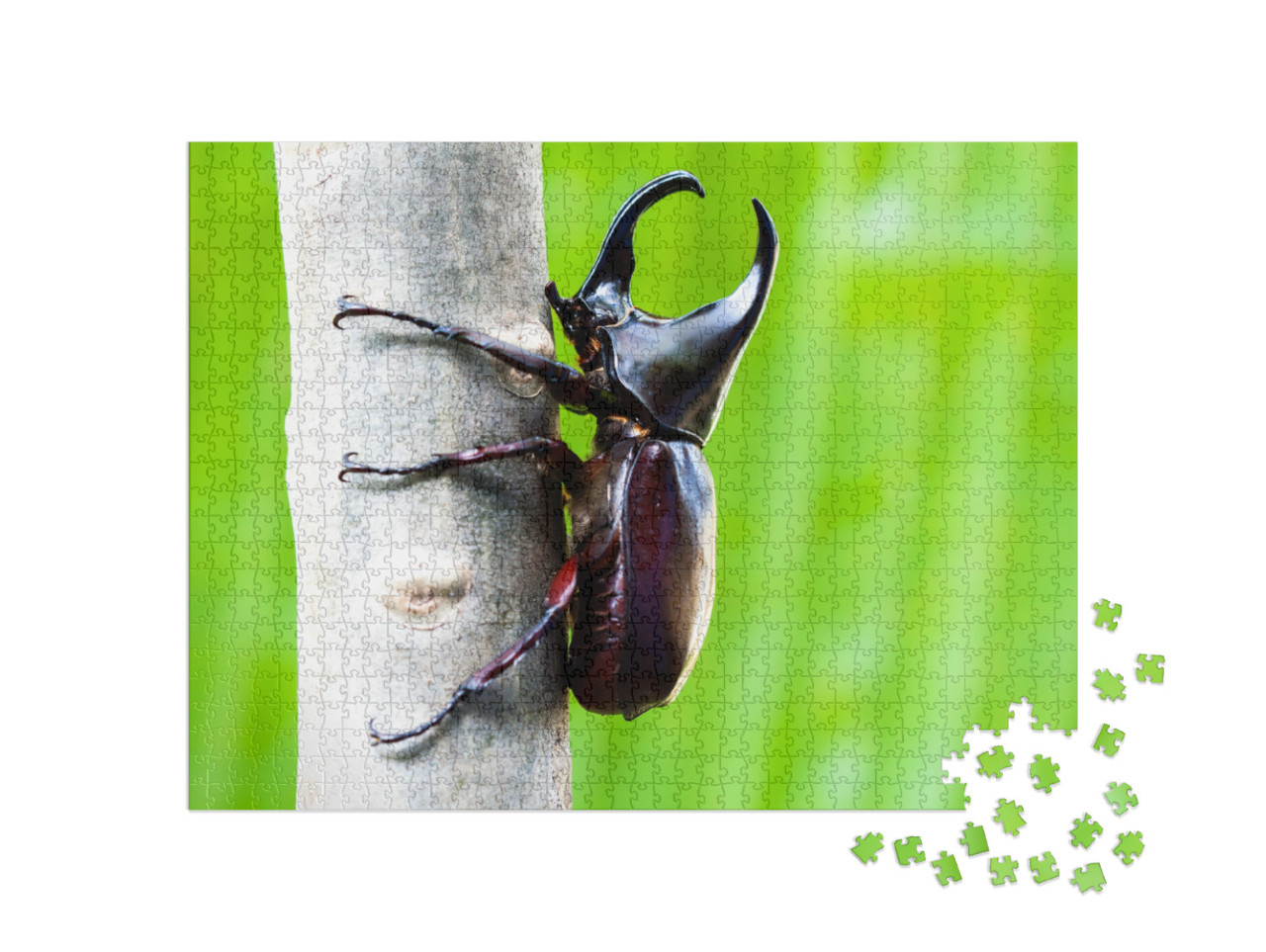 Male Rhinoceros Beetle, Rhino Beetle, Hercules Beetle, Un... Jigsaw Puzzle with 1000 pieces