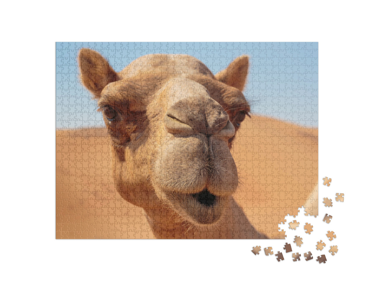 Camels in the Desert... Jigsaw Puzzle with 1000 pieces