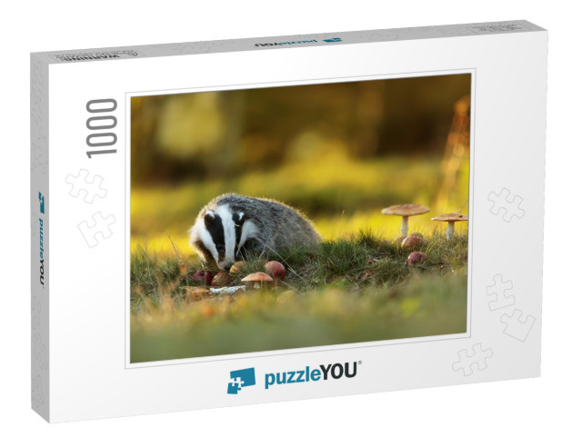 European Badger is Eating Apples... Jigsaw Puzzle with 1000 pieces