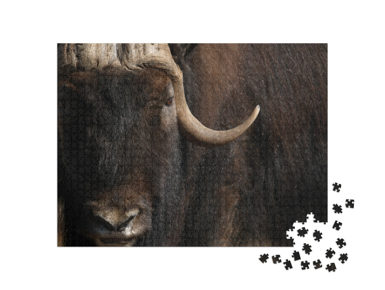 Buffalo Closeup Jigsaw Puzzle with 1000 pieces