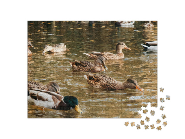 A Large Flock of Ducks Eats Abandoned Bread on the Lake... Jigsaw Puzzle with 1000 pieces