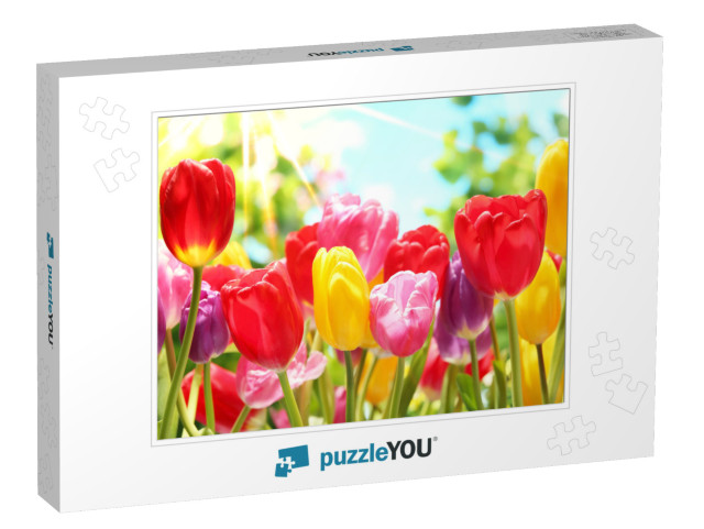 Fresh Colorful Tulips in Warm Sunlight... Jigsaw Puzzle