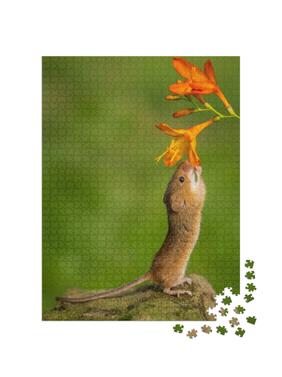 Harvest Mouse Smelling the Flowers... Jigsaw Puzzle with 1000 pieces