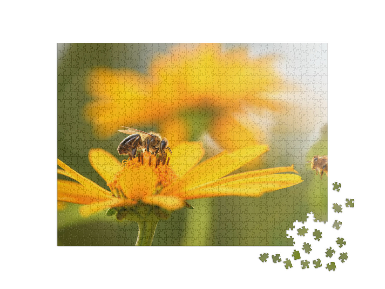 Bee & Flower. Close Up of a Large Striped Bee Collects Ho... Jigsaw Puzzle with 1000 pieces