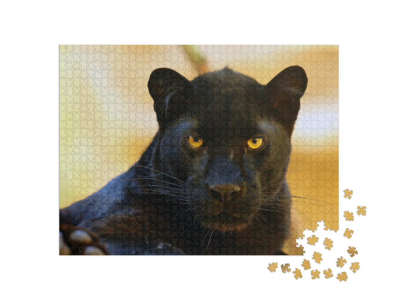 The Leopard Panthera Pardus Portrait. Melanistic Leopard... Jigsaw Puzzle with 1000 pieces