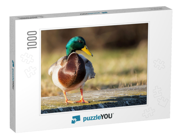 Mallard Anas Platyrhynchos Standing on the Shore, Male Wi... Jigsaw Puzzle with 1000 pieces