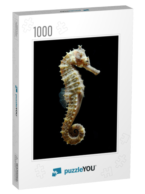 Seahorse Hippocampus Swimming Isolated on Black... Jigsaw Puzzle with 1000 pieces