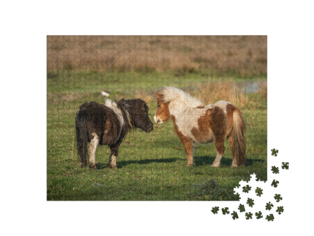 Pony Love. Shetland Ponies Playing At the Meadows of Limb... Jigsaw Puzzle with 1000 pieces