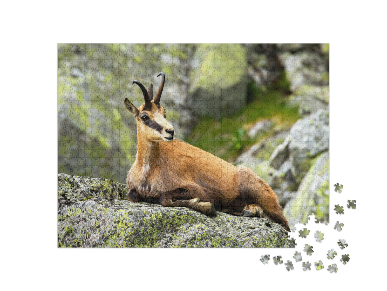 Calm Tatra Chamois, Rupicapra Rupicapra, Lying Down on a... Jigsaw Puzzle with 1000 pieces