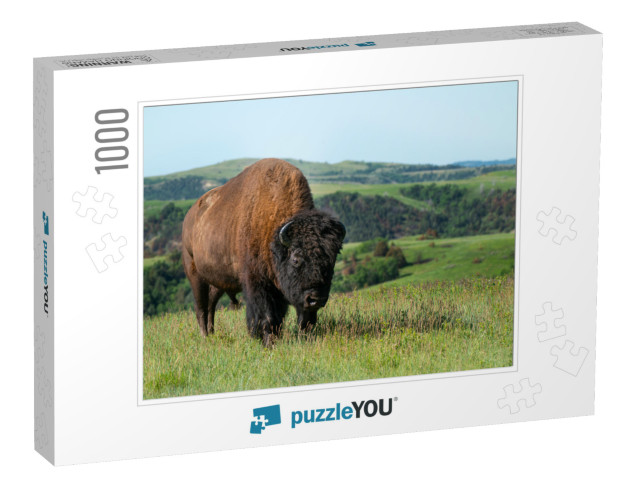 Young Bull Buffalo in Theodore Roosevelt National Park... Jigsaw Puzzle with 1000 pieces