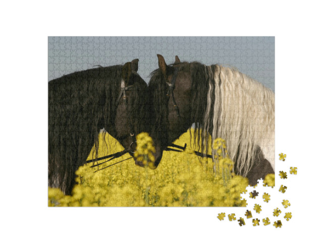 Friesian Horses Portrait in Rapeseed... Jigsaw Puzzle with 1000 pieces