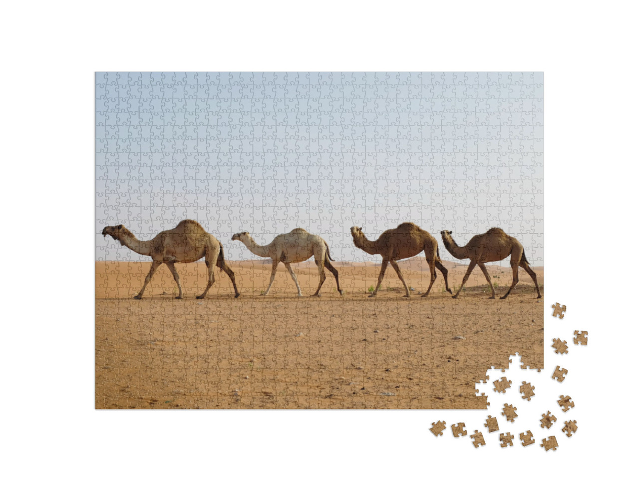 Line of Dromedary Camels Crossing the Arabian Desert in R... Jigsaw Puzzle with 1000 pieces