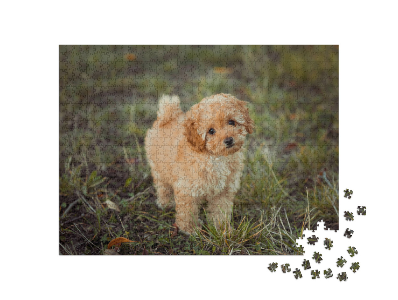 Little Brown Poodle. Small Puppy of Toy Poodle Breed. Cut... Jigsaw Puzzle with 1000 pieces