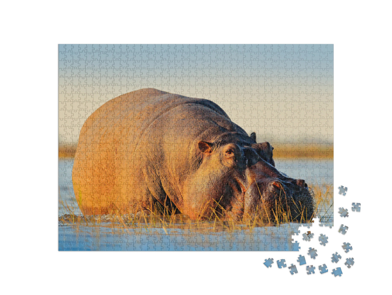 African Hippopotamus, Hippopotamus Amphibius Capensis, wi... Jigsaw Puzzle with 1000 pieces