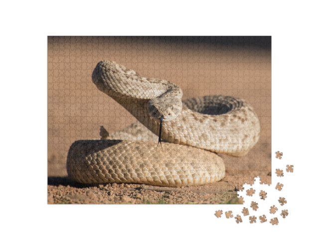 Young Diamondback Rattlesnake... Jigsaw Puzzle with 1000 pieces