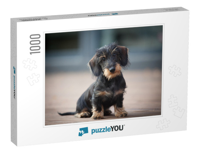 Cute & Shy Wire-Haired Miniature Dachshund Puppy Posing f... Jigsaw Puzzle with 1000 pieces